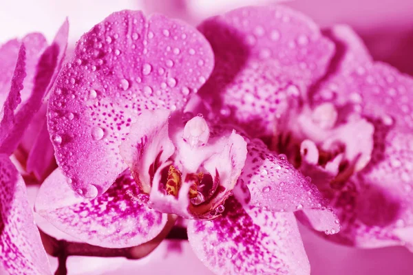 Bela flor de orquídea, fundo .Orchids fechar up.Colorful macro imagem de uma orquídea, a flor tropical — Fotografia de Stock