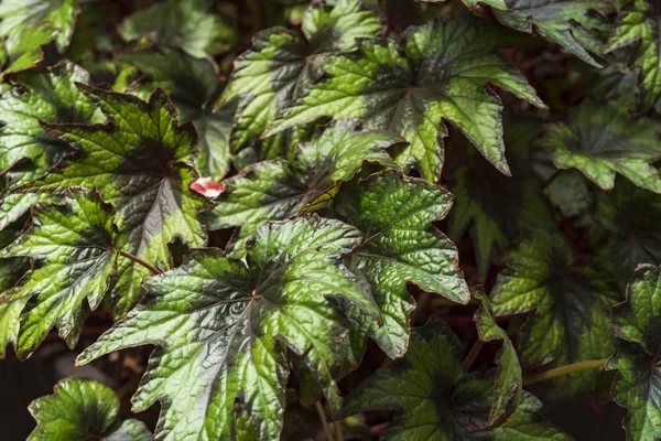 Verde fresco deja las venas rojas de la planta Begonia como fondo abstracto natural de la textura — Foto de Stock