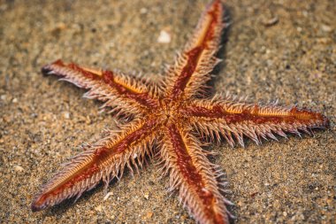 Deniz yıldızı kum üzerinde yalan. Kum plajda yatan denizyıldızı.