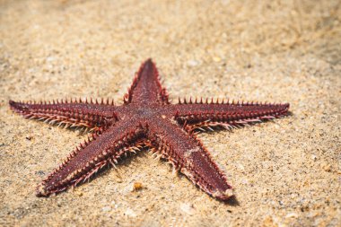 Deniz yıldızı kum üzerinde yalan. Kum plajda yatan denizyıldızı.