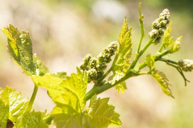 Genç Fideler güneşli bir üzüm. Çiçekli püsküllü genç üzüm, üzüm makro genç sürgünler güneşli bir günde vurdu..