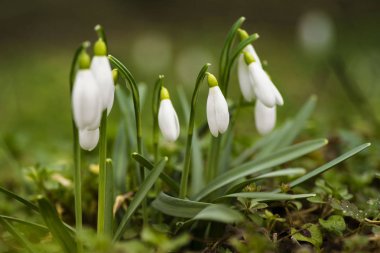 Kardelen bahar çiçekleri. Galanthis erken ilkbaharda bahçelerde. Hassas kardelen çiçek bahar sembolleri biridir. İlk erken kardelen çiçek. Beyaz kardelen .