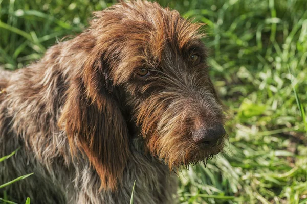 Perro de caza. Drathaar. Un perro marrón, un perro de caza es un drathaar. Perro adulto marrón con ojos tristes . — Foto de Stock
