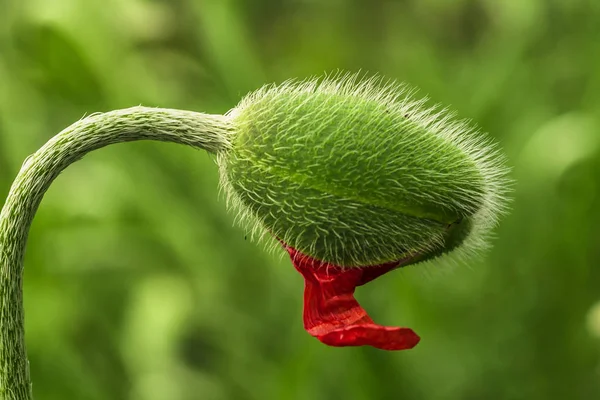 Broto de papoula verde jovem. Jovem planta de primavera. Broto de uma papoula jovem em um prado . — Fotografia de Stock