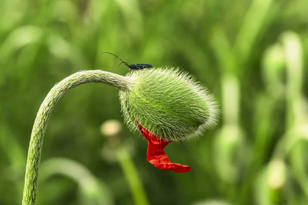 Young green poppy sprout. Young spring plant. Sprout of a young poppy in a meadow. — Stock Photo, Image