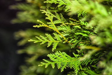 Thuja dalları. Thuja şubelerinden arka plan. Karanlıkta Thuja dalları. Yeşil dallar. yeşil doğa arka plan. Duvar kağıdı. Doku.