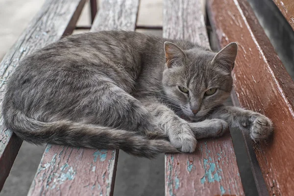 Carino gatto grigio seduto su una panchina di legno all'aperto.Un gatto grigio si siede su una panchina di legno vicino alla casa. Il gatto ha begli occhi gialli . — Foto Stock