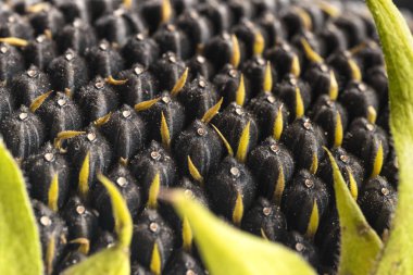 Ayçiçeği kapatın. Ayçiçeği tohumu yakın çekim... Makro. Tüm arka plan.