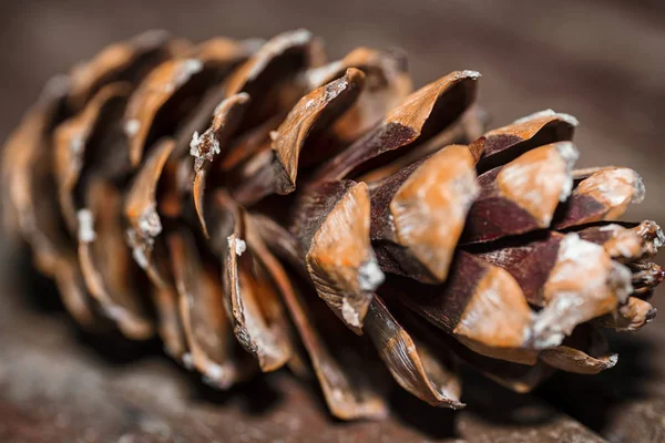 Cones de abeto. Cones close-up. Contexto dos cones . — Fotografia de Stock