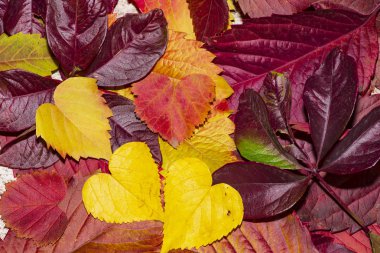 Sonbahar yaprağı kompozisyonu. Stüdyo, ahşap arka planla çekilmiş. Beyaz bir arka plan üzerinde renkli sonbahar yaprakları. Sonbahar yapraklarının arka planı. Yaprakları yakın çekim.