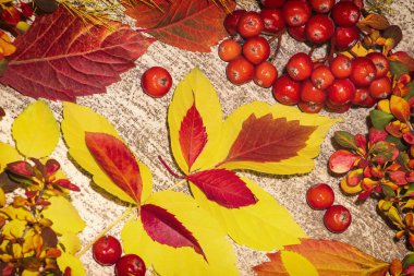 Sonbahar yaprağı kompozisyonu. Stüdyo, ahşap arka planla çekilmiş. Beyaz bir arka plan üzerinde renkli sonbahar yaprakları. Sonbahar yapraklarının arka planı. Yaprakları yakın çekim.