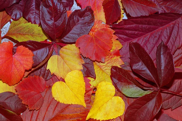 Zusammensetzung der Herbstblätter. Studioaufnahme auf hölzernem Hintergrund. Bunte Herbstblätter auf weißem Hintergrund. Hintergrund der Herbstblätter. lässt Nahaufnahme zu. — Stockfoto