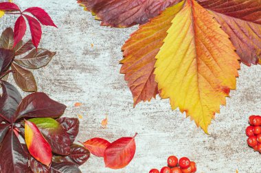 Sonbahar yaprağı kompozisyonu. Stüdyo, ahşap arka planla çekilmiş. Beyaz bir arka plan üzerinde renkli sonbahar yaprakları. Sonbahar yapraklarının arka planı. Yaprakları yakın çekim.