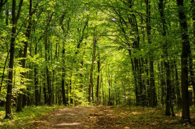 Bahar orman sıcak gün. Yaz sıcak güneşli bir günde orman. Parlak yeşil orman doğal geçit güneşli gün ışığında. Canlı yeşil orman sayesinde güneş. Yeşil Yaz orman manzara ılık ışık