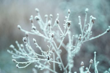 Kış arka plan ağaç yaprak kar dalları ile. Noel tebrik kartı. Frost'un üzerinde kış dallarında. Kış manzarası.