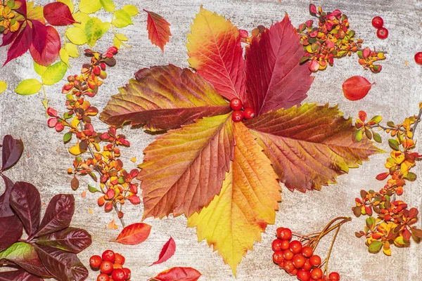Zusammensetzung der Herbstblätter. Studioaufnahme auf hölzernem Hintergrund. Bunte Herbstblätter auf weißem Hintergrund. Hintergrund der Herbstblätter. lässt Nahaufnahme zu. — Stockfoto