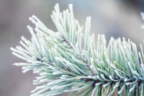 Fundo de inverno com folhas de árvore de galhos de neve. Cartão de felicitação.Frost nos ramos no inverno. Paisagem inverno . — Fotografia de Stock