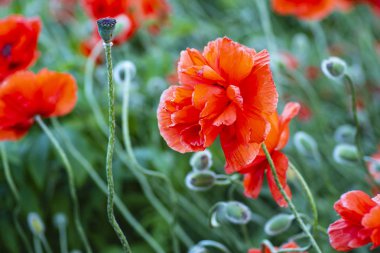 Haşhaş tarlasında. Bir yaz güneşli bir günde bir alanda kırmızı haşhaş. Yaz ve bahar, manzara, haşhaş tohumu. Afyon haşhaş, botanik bitki, ekoloji. İlaç ve aşk zehirlenmesi, afyon, tıbbi.