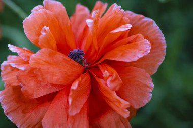 Haşhaş tarlasında. Bir yaz güneşli bir günde bir alanda kırmızı haşhaş. Yaz ve bahar, manzara, haşhaş tohumu. Afyon haşhaş, botanik bitki, ekoloji. İlaç ve aşk zehirlenmesi, afyon, tıbbi.