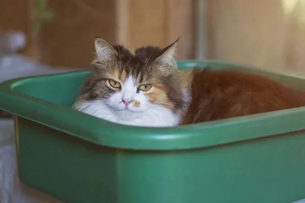 Close-up van een kat in een bekken. Driekleurige kat zitten in een groene bekken voor het wassen. Kat zitten in kunststof bekken. — Stockfoto