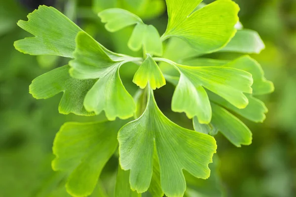 Gingko biloba leaves in nature with sunshine.Green leaves of dingo tree. — Stock Photo, Image