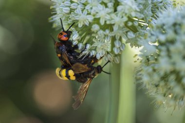 Megascolia maculata. Mamut wasp. Soğan çiçeğinde scola devi bir wasp. Scola lat. Megascolia maculata pullu giller ailesinden büyük eşek arıları türüdür. .