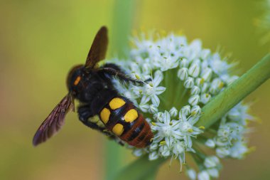 Megascolia maculata. Mamut wasp. Soğan çiçeğinde scola devi bir wasp. Scola lat. Megascolia maculata pullu giller ailesinden büyük eşek arıları türüdür. .