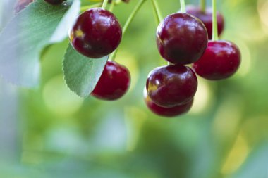 Kiraz ağacının bir dalı üzerinde kırmızı organik kiraz, dal-makro, bir dal üzerinde olgun kiraz.