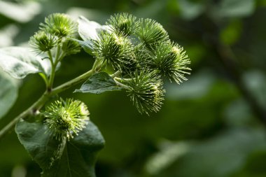 Yararlı bitkiler . Sebze bahçesinde Arctium lappa dilenci düğmeleri yakın çekim. Yaz aylarında büyük burdock arctium lappa Tomurcukları.