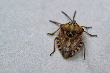 Kahverengi marmorated koku böcek Halyomorpha halys. Copyspace ile düz arka planda, gri arka plan üzerinde yakın. Böcekler küçüktür.