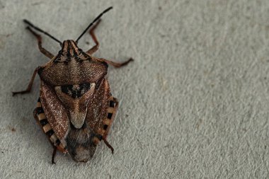 Kahverengi marmorated koku böcek Halyomorpha halys. Copyspace ile düz arka planda, gri arka plan üzerinde yakın. Böcekler küçüktür.