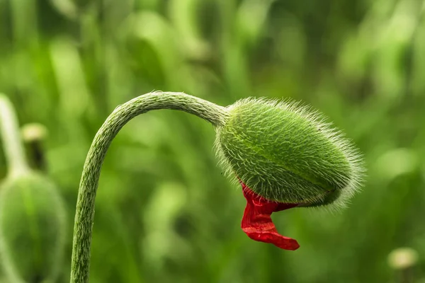 Young green poppy sprout. Young spring plant. Sprout of a young poppy in a meadow. — Stock Photo, Image