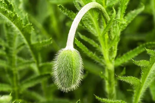 Brote de amapola verde joven. Planta joven de primavera. Brote de una amapola joven en un prado . — Foto de Stock