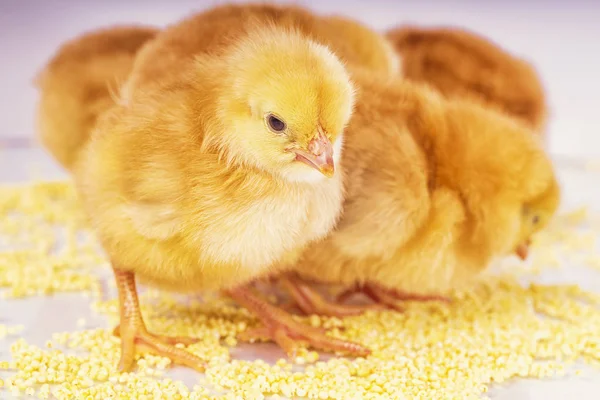 Malé novorozence kuřata. Žlutá kuřata jíst proso. — Stock fotografie