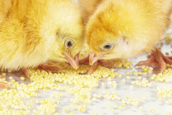 Pollitos recién nacidos. Pollos amarillos comen mijo . —  Fotos de Stock