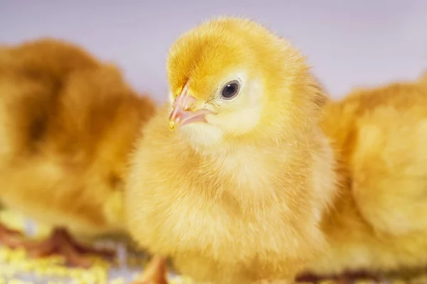 Pollo amarillo recién nacido sobre fondo claro, pollito amarillo, pollito —  Fotos de Stock