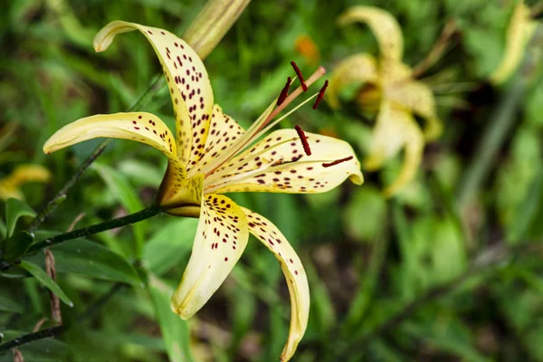 Leopard yellow Lily flower at close range L.Pardalinum .Lily flower close up. Summer flowers — Stock Photo, Image