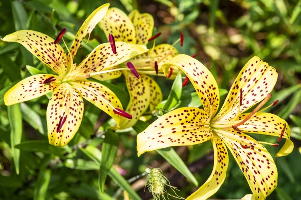 yakın mesafeden leopar sarı Lily çiçek L.Pardalinum . Lily çiçek yakın. Yaz çiçekleri