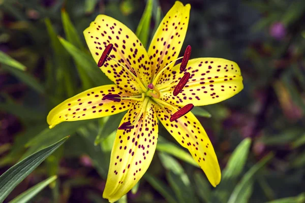 Flor de lírio amarelo leopardo em estreita gama L.Pardalinum .Lily flor de perto. Flores de verão — Fotografia de Stock