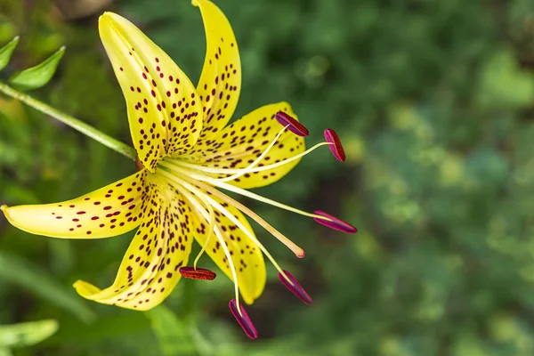 Flor de lírio amarelo leopardo em estreita gama L.Pardalinum .Lily flor de perto. Flores de verão — Fotografia de Stock