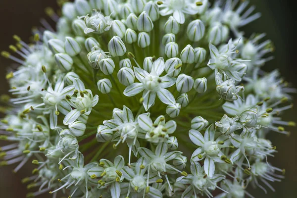 Allium nigrum blomknoppar på sommaren. Makrobild. Närbild med utsikterna till dekorativa lökblommor blommar i en sommar — Stockfoto