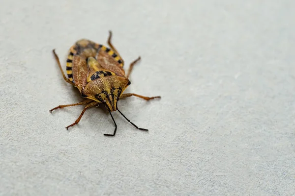 Brown marmorated stink bug Halyomorpha halys. On plain background with copyspace,on gray background close up.Insects are small — Stock Photo, Image