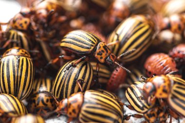 Doğada patates yaprakları patates böcek, doğal arka plan, yakın görünümü. Colorado böceği genç yaprakları bir patates yiyor. Hafif bir arka planda Colorado patates böceği. Birçok Colorado patates böceği.