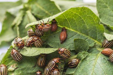 Doğada patates yaprakları patates böcek, doğal arka plan, yakın görünümü. Colorado böceği genç yaprakları bir patates yiyor. Hafif bir arka planda Colorado patates böceği. Birçok Colorado patates böceği.