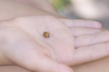 Avucunun içinde uğur böceği. Böcekler, avucundaki uğur böceği yakın. Yumuşak ve seçici odaklama.