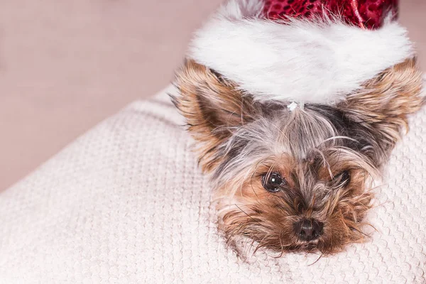 Funny dog in a New Years. A small dog in a New Years hat is lying on a white pillow. — Stock Photo, Image