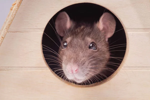 Rat Het Huis Muilkorf Van Een Grijze Rat Muis Kijkt — Stockfoto