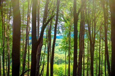 Ormanda ılık, güneşli bir yaz günü. Parlak yeşil orman, güneşli gün ışığında doğal bir yürüyüş yolu. Canlı yeşil ormanın içinden. Yeşil yaz ormanı sıcacık ışıkta