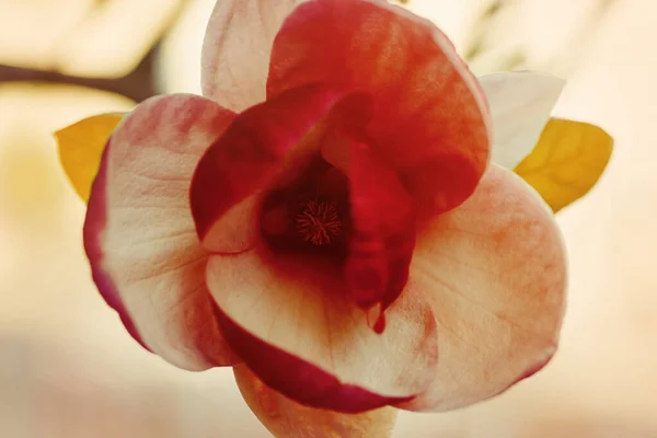 Soft Focus Image Blossoming Magnolia Flowers Spring Time Flowering Magnolia — Stock Photo, Image