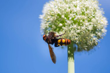 Scolia Lat. Megascola maculata lat. Scolia maculata, pullu bir eşekarısı familyasından bir eşek arısı türüdür..